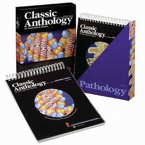 Anatomical Chart Series