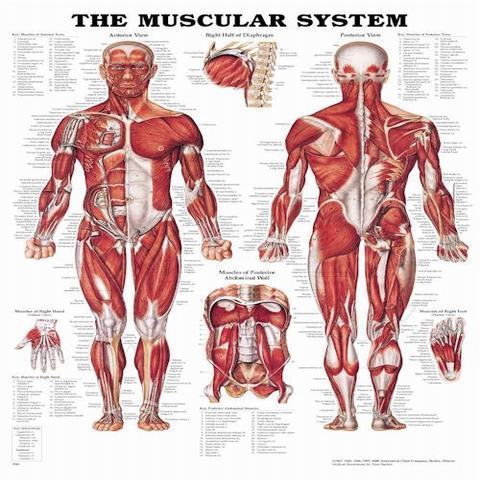 Anatomical Charts