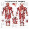 Anatomical Charts