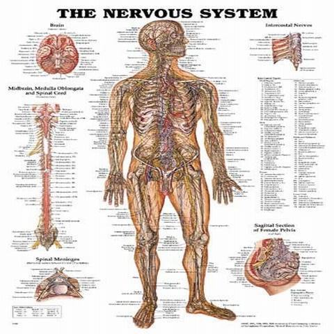 Anatomical Charts