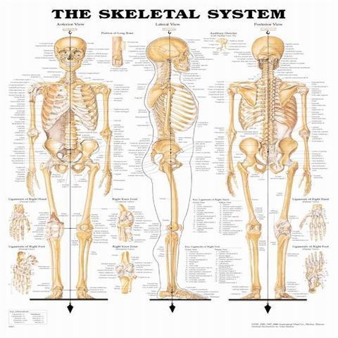 Anatomical Charts