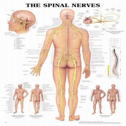 Anatomical Charts
