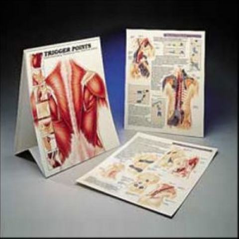 Trigger Points: Understanding Myofascial Pain & Discomfort